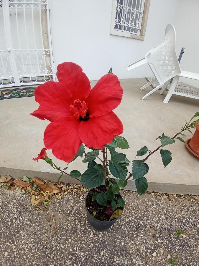 Hibiscus Siracusa Syracuse Exterior foto
